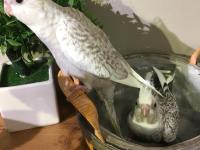 %100 El Beslemesi Full Evcil Yavru Sultan Papağanı