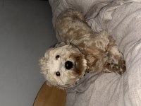 Köpeğim 1 Yaşında Maltipoo Cinsi