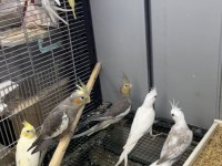 12 adet sultan papağan yavru