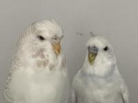 Muhabbet kuşu çift