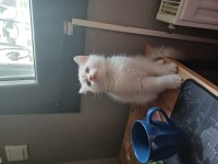 2.5 Aylık Erkek British Shorthair