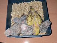 Show Jumbo Muhabbet Kuşu Yavruları Ev Üretimi