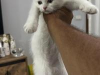2 Aylık Oyuncu Dişi Scottish Fold Kedimiz