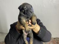 Irk garantili malinois köpekler