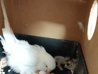 Yumurtalı Çift Sağlam Kan Muhabbet Kuşu