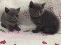 Yumoş yumoş british shorthair bebekler