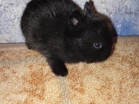 Hollanda Cüce Nedherland Dwarf Tavşan