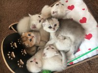 Yüksek Düzey Genlere Sahip Pofuduk Bebek Kediler