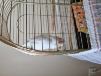 Amerikan Beyaz Full Evcil 4.5 Aylık Forpus Papağanım