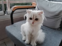 Chinchilla cinsi 5 aylık