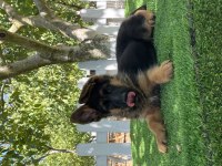 3 Aylık Şecereli Aşıları Tam Alman Kurdu Yavrular