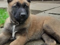 Good Damn Bir Belçika Kurdu