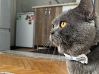 British Shorthair Kedim