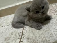 1.5 Aylık Kızımızı Sahiplendiriyoruz British Shorthair