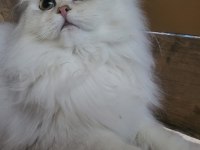 Güzel Chinchilla Yavruları