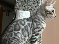 Orijinal Bengal Kediler