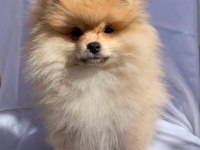 Türkiye'nin En Seçkin Pomeranian Spitz Boy Kilo Garantili Yavruları