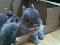 Her cins tavşan mevcut