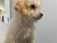 Maltipoo kızımız yuva arıyor