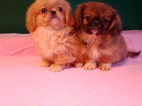 İmperyal pekinez yavrularımız