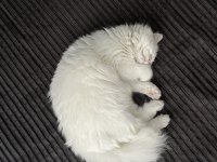 Dişi Kedim Mia Kızıma Yuva