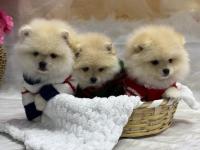 2 Aylık 2 Dişi Ve 1 Erkek Pomeranian