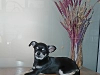 Simsiyah Şivava Güzellik Yeni Yuvasını Arıyor