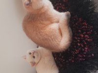 British Shorthair Erkek Ny1233