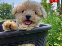 Irk Garantili Maltipoo Yavruları