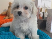 Dünya Tatlısı Terrier Yavruları