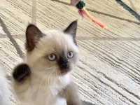 British Shorthair Erkek/Dişi Yavru