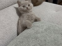 Cinnemon Fawn British Shorthair