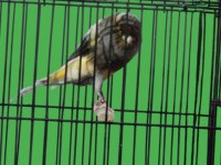 Yorkshire Kanaryalar