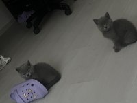2 Aylık Safkan British Shorthair
