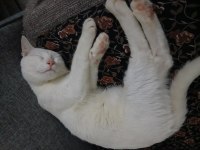 Aşıları Tam 5 Aylık Van Kedisi