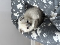 Dişi Bluepoint British Shorthair