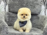 Dişi Ve Erkek Pomeranian Yavrularım