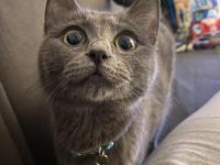 Sevgi dolu uysal russian blue