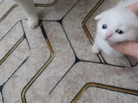 Erkek scottish fold yavrular