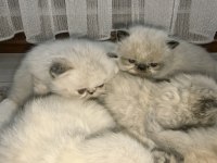 Safkan İran Kedisi Yavrularımız