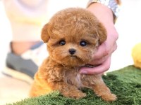 Toy poodle yavrusu köpeklerim