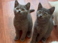 British Tatlı British Shorthair Bebeklerim