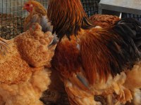 Buff Brahma Kuluçkalık Yumurta