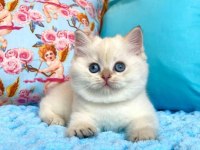 Dünya Tatlısı British Shorthair Yavruları