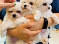 Maltese Köpeği Yavruları