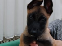 Belçika Kurdu Malinois 3 Aylık