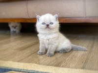 A Kalite British Shorthair Blue Point