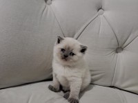 Rezerveye Açık British Shorthair Kedilerimiz
