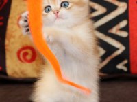 Efsanevi Güzellikte Golden British Shorthair