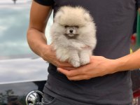 %100 orjinal ayı surat pomeranian yavruları